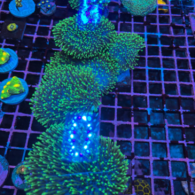 Neon Green Polyp Toadstool Leather