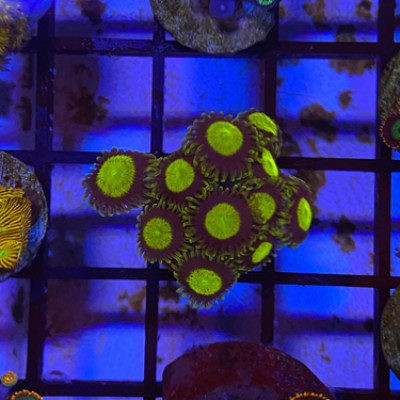 King Midas zoas