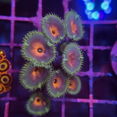 Captain America Zoa Chunk