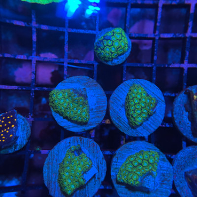 Blue Eyed Leptastrea