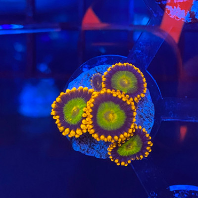 Orange mandarin zoas