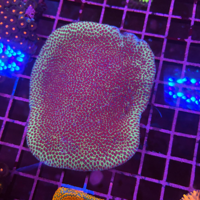 Sand dollar Montipora colony