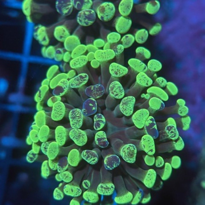 Green Splatter Hammer