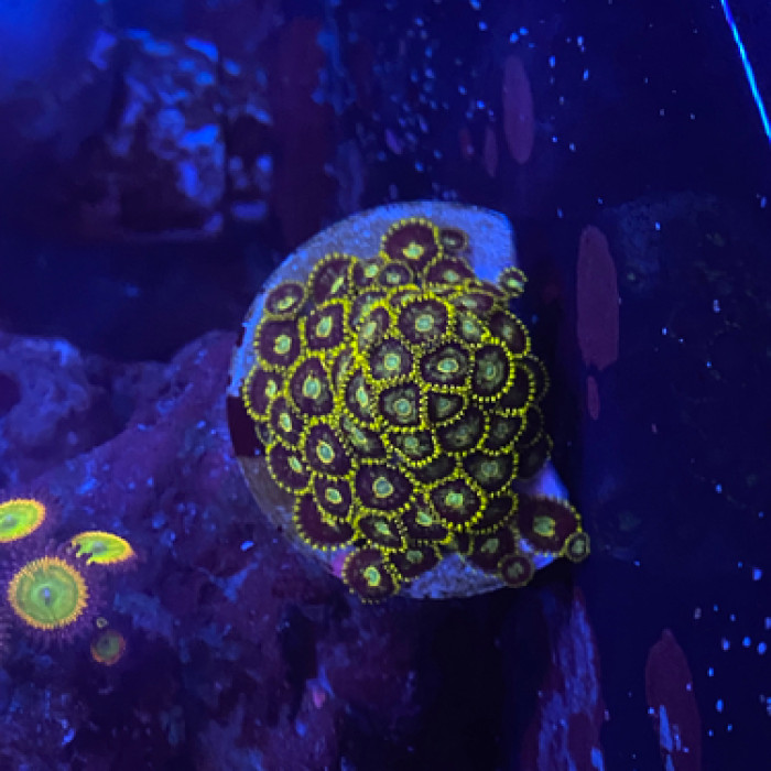 Murder hornet zoas