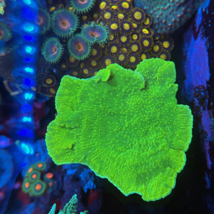 Neon Green Monti Cap Coral
