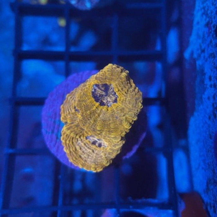 Orange Crush Acanthastrea echinata