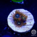 Gorilla Nipples Zoanthid