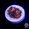 Pink Peach Zoa