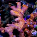 Orange Montipora Digitata