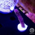 Purple Candelabra Gorgonian