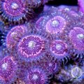 Pink Zipper Zoanthid