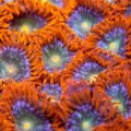 Solar Fusion Zoa