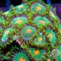 Green Bay Packers Zoa