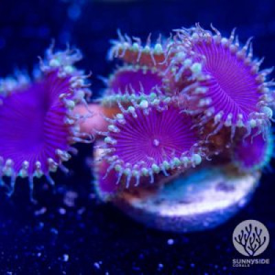 Purple Death Paly – Cut To Order