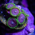 Purple People Eater Zoanthid