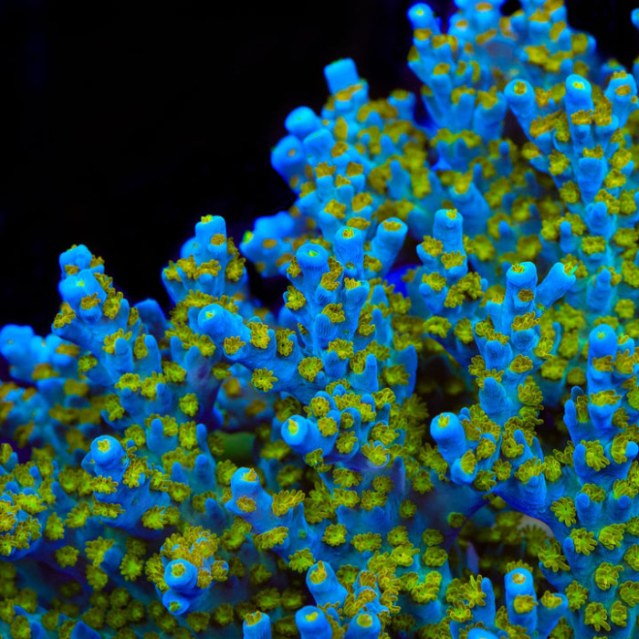 TSA Blue Ghost Acropora