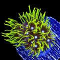 Blue Eye Green Star Polyp