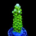 Green Slimer Acropora