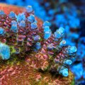 Optimus Prime Acropora