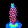 TGC Cherry Bomb Acropora