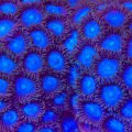 Tubbs Blue Zoanthids