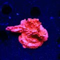 Red Setosa Montipora
