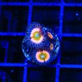 Rainbow Infusion Zoanthid