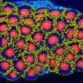 Yellow Brick Road Zoanthids