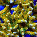 Anacropora
