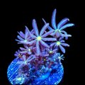 Daisy Polyps