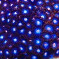 Glow Pop Zoa