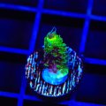 RRC Rainbow Splice Acropora