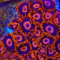 Orange Oxide Zoanthid