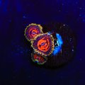 Space Chaos Zoanthids