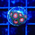 Jungle Juice Zoa
