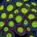 Candy Apple Zoanthids