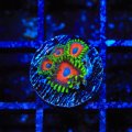 Whamming Watermelon Zoanthids