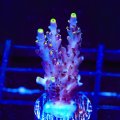 TSA Spyro The Dragon Acropora