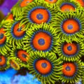 Super Saiyan Zoanthid