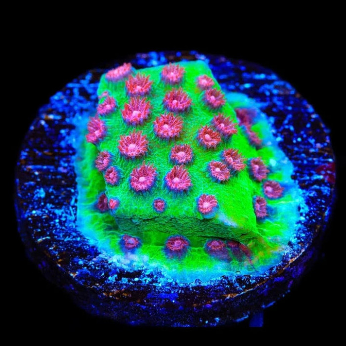 South Beach Cyphastrea