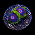 Purple Hearts Zoanthid