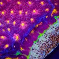 Moon Coral (Favia)