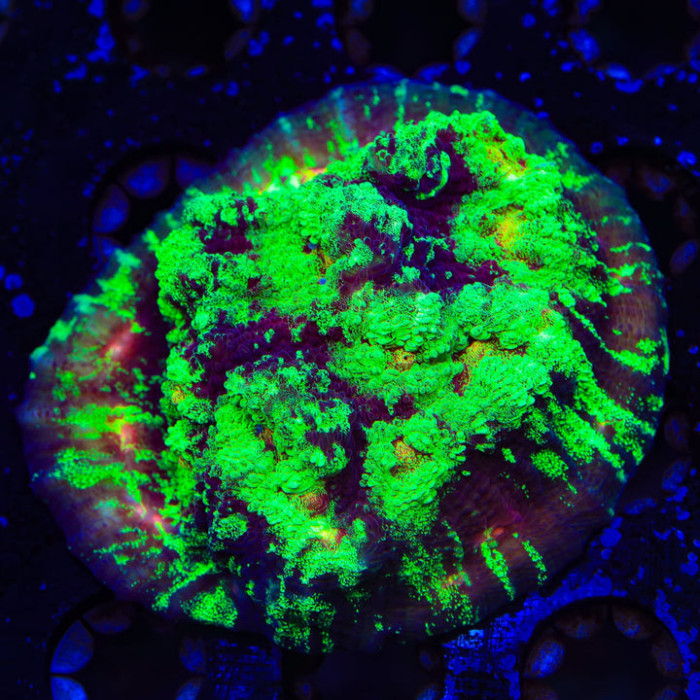 Psychedelic Watermelon Chalice