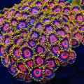 Eagle Eye Zoanthids