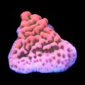 Cherry Tree Montipora