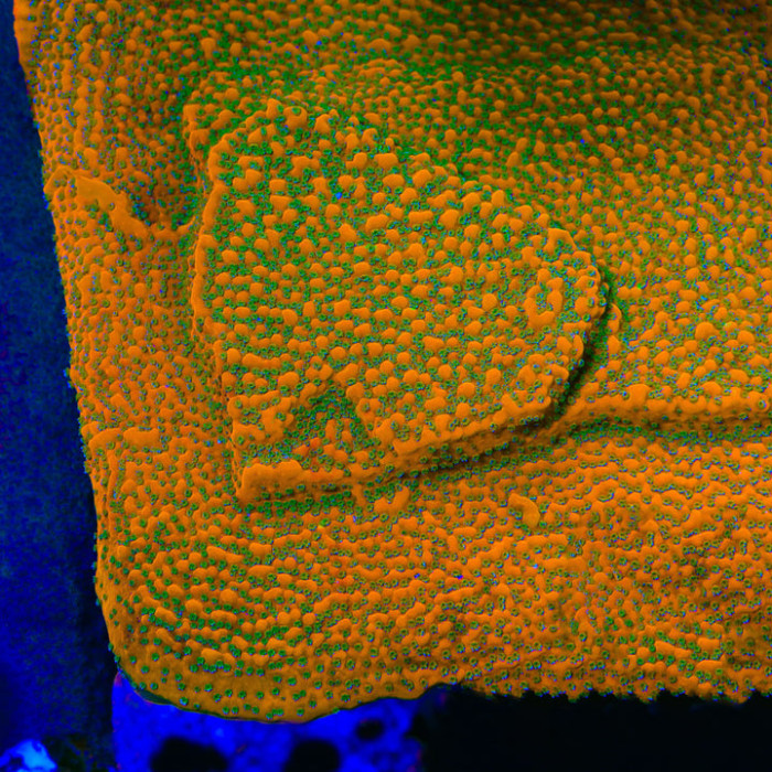 Aquamans Revenge Montipora