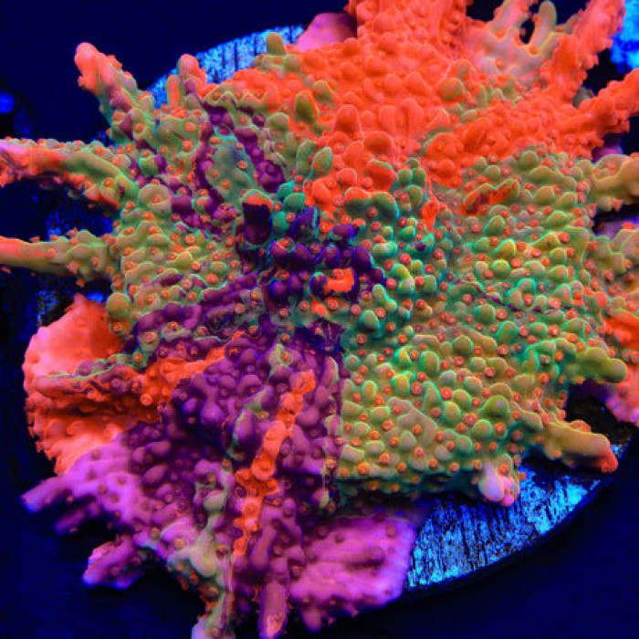 TSA Fruit Swirl Tricolor Grafted Montipora Setosa