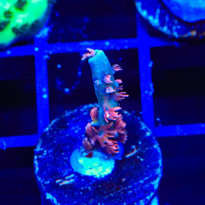 TGC Cherry Bomb Tenuis Acropora Coral