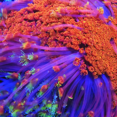 TSA Fantasia Goniopora Coral