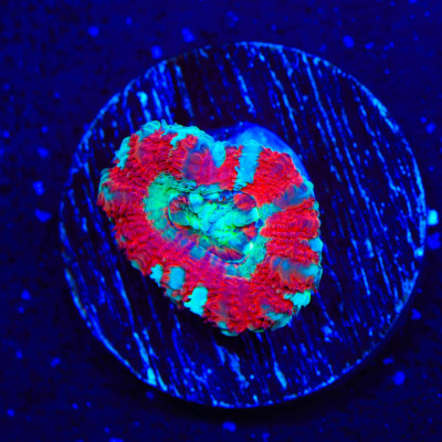 Asian Peppermint Deep Water Acan Coral